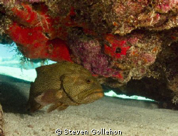 Large grouper in Sandbottom Cave, French Reef off Key Lar... by Steven Gollehon 